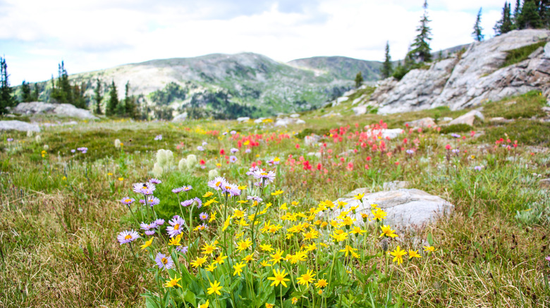 Wildflowers blooming in Trophy Mountain Meadows