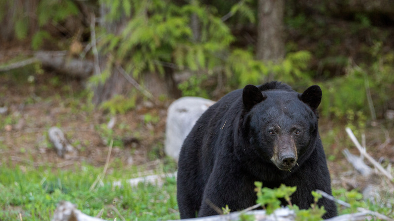 A grizzly in Wells Gray Provincial Park