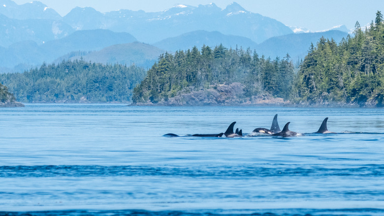 a pod of orca whales in Canada