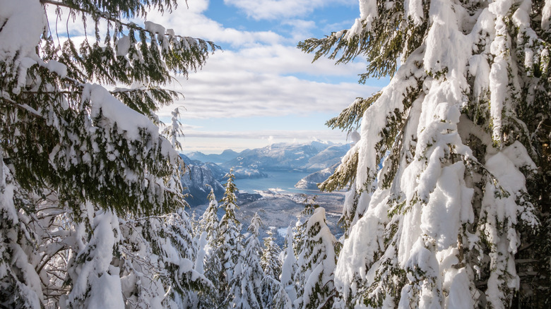 Snowy trees with lake and mountains