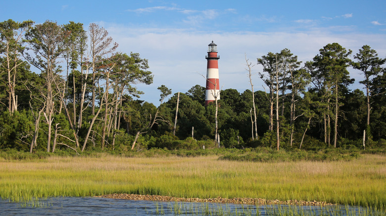 Assateague Lighthouse in Chincoteague National Wildlife Refuge