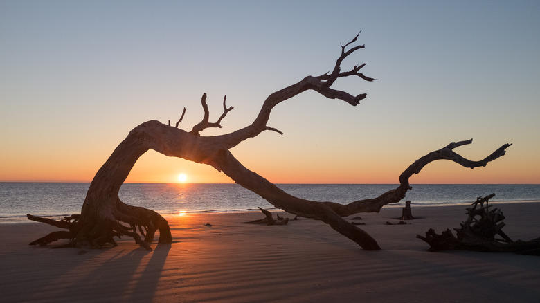 Driftwood Beach on Jekyll Island at dusk