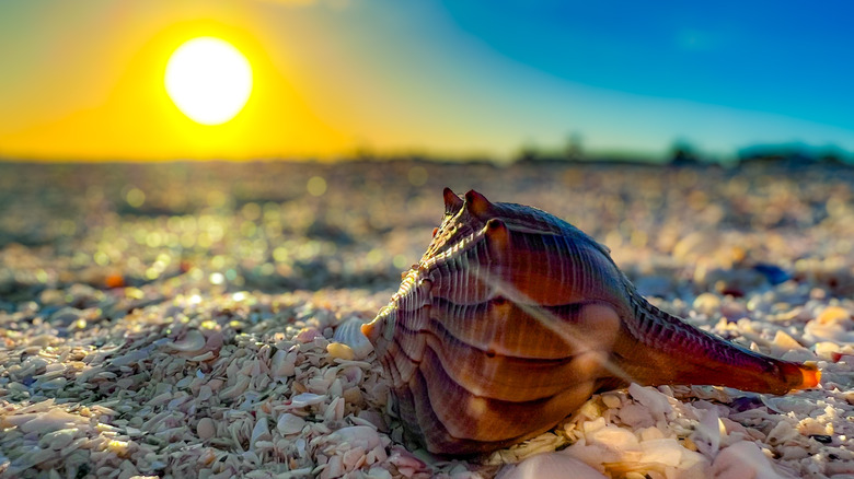 Seashell on Sanibel Island