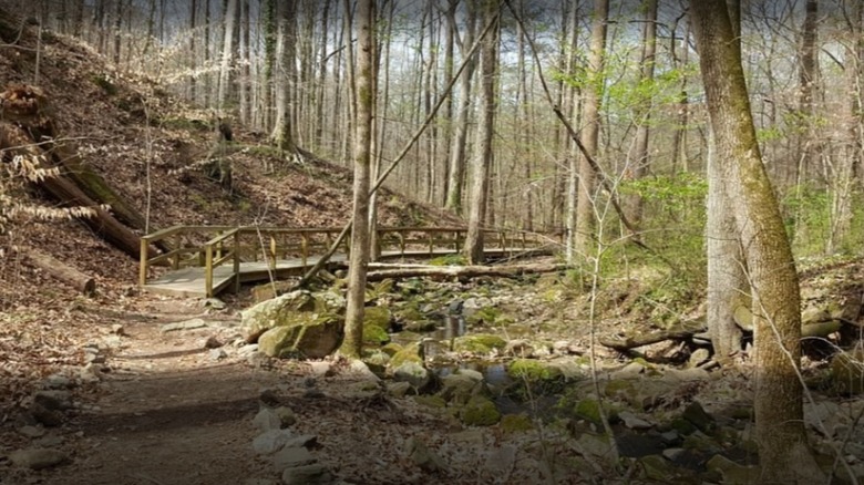 a trail through the forest in Cascade Springs Nature Preserve, Atlanta