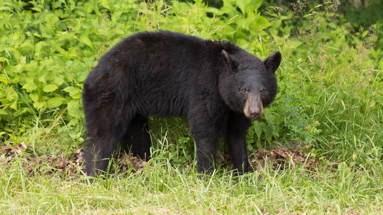 black bear in Shenandoah National Park