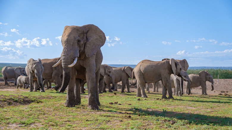 elephant herd south africa