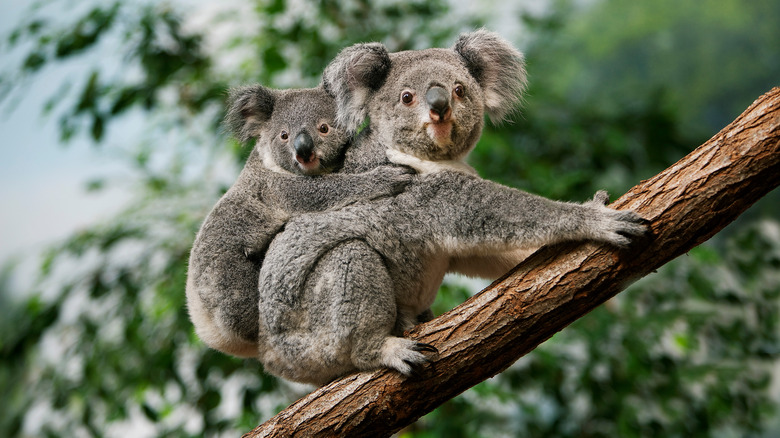 Koala with a joey on its back