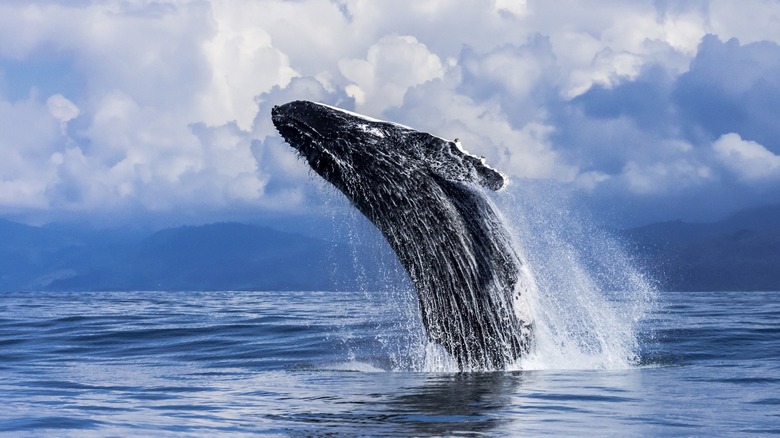 Humpback whale leaping out water