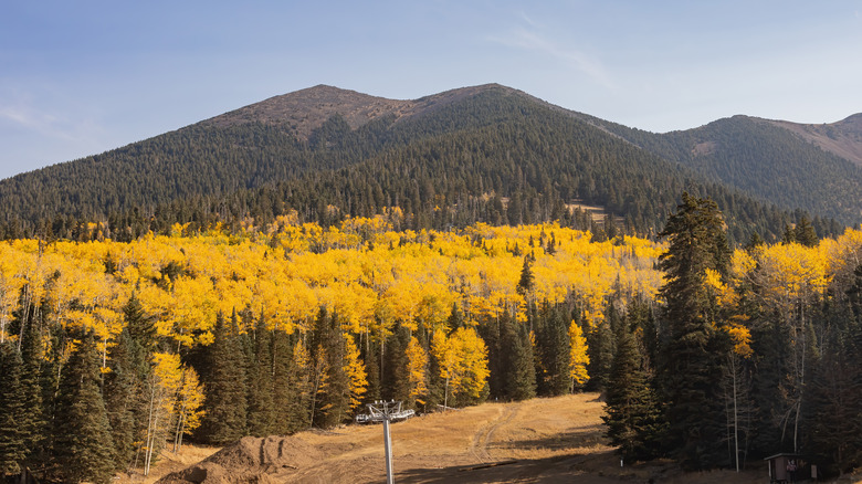 yellow aspen trees in forest