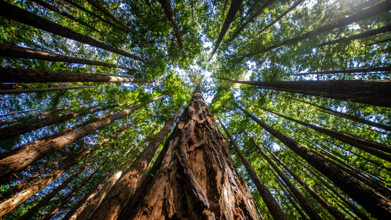 Redwood trees in California