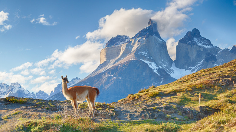 Guanaco with a mountain in the background in Chilean Patagonia