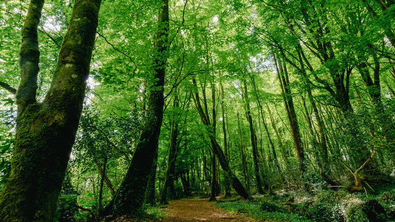 Green forest in Ireland
