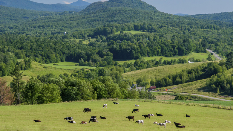 Cows on a grassy field 