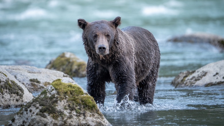 bear standing in the river
