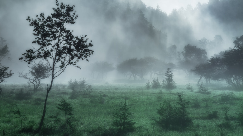 View of a forest shrouded in mist