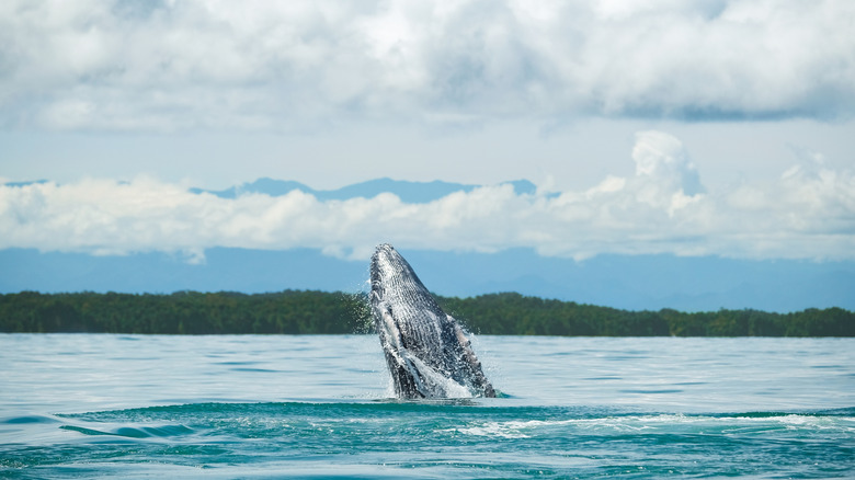 A humpback whale is seen emerging from the water near Buenaventura