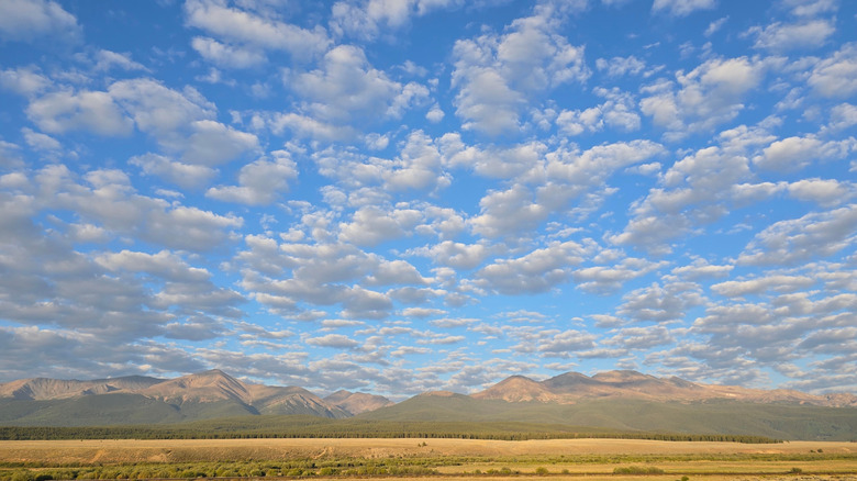A championship belt buckle for Leadville Ski Joring.
