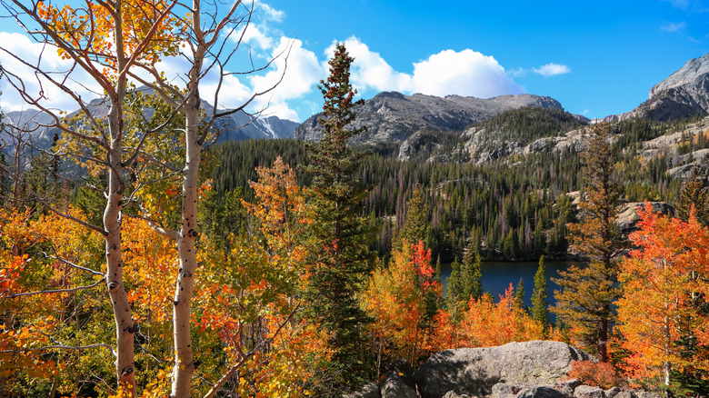 Fall foliage in Rocky Mountain National Park