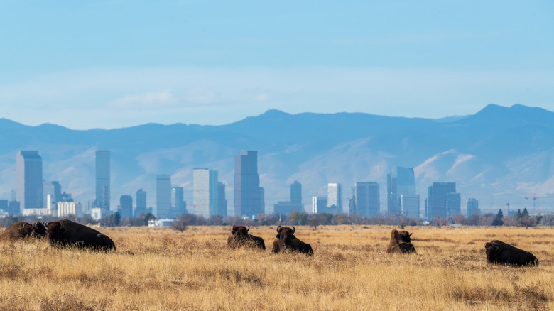 Bison rest in the Rocky Mountain Arsenal National Wildlife Refuge in Commerce City, Colorado with the Denver skyline in the background
