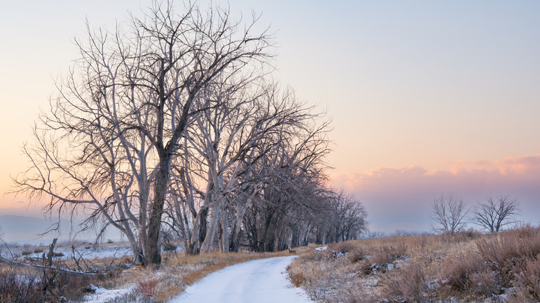 Bare deciduous trees lining the snow-covered Greenway Trail at dusk