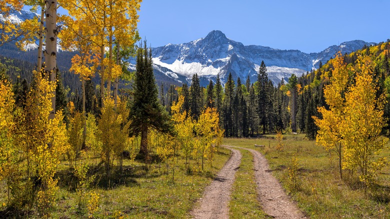 tracks and trees with snowy mountain backdrop