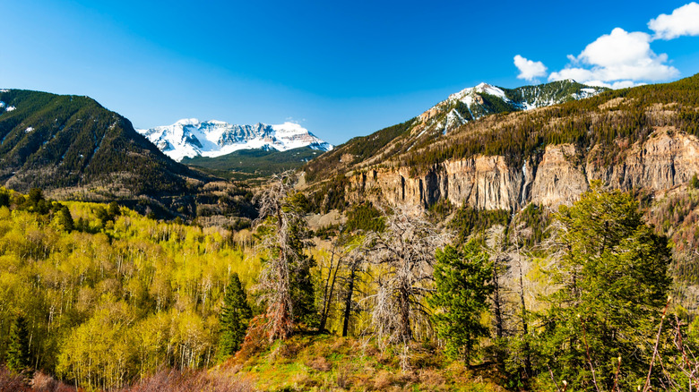 green trees and mountains in Colorado