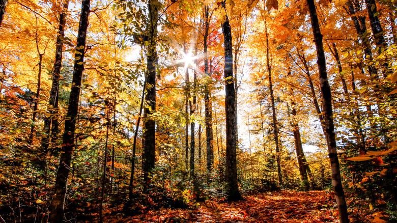 Sun sends beams through fall leaves in a forest