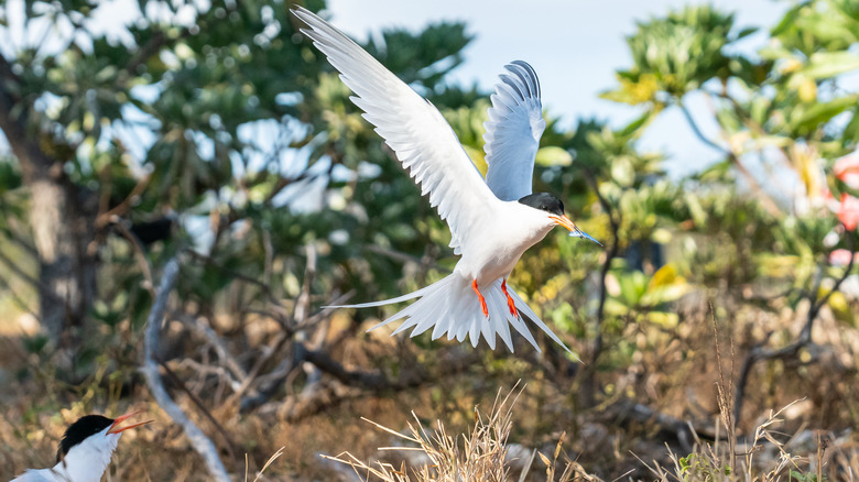 roseate tern in the wetlands