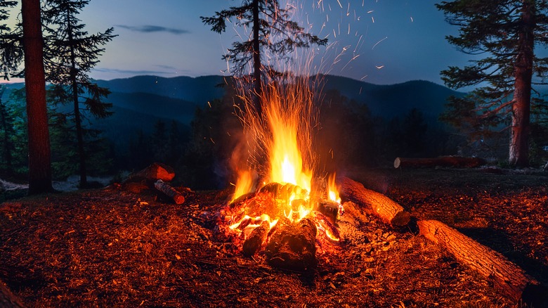 campfire in forest