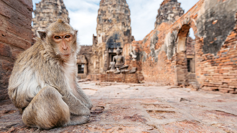 Monkey at Phra Prang Sam Yot Temple in Thailand