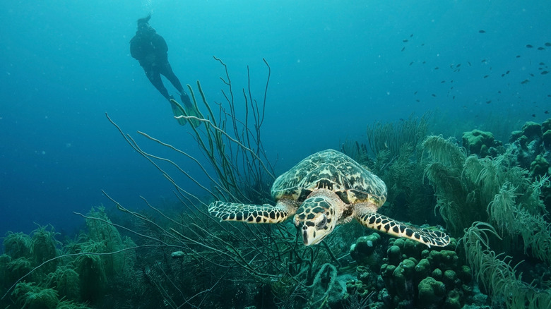 A turtle swimming with a scuba diver in the background