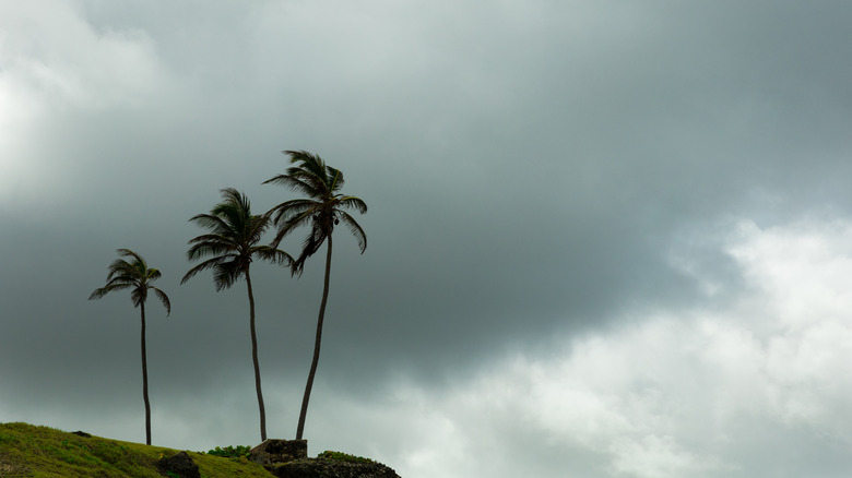 Palm trees in front of a cloudy sky