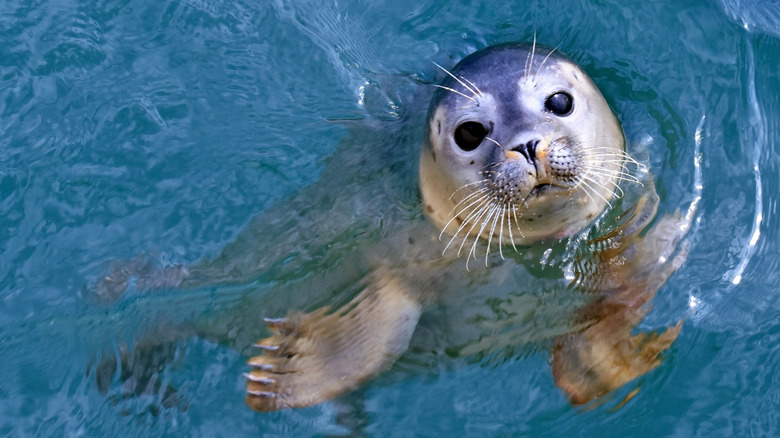 a seal pup in the water