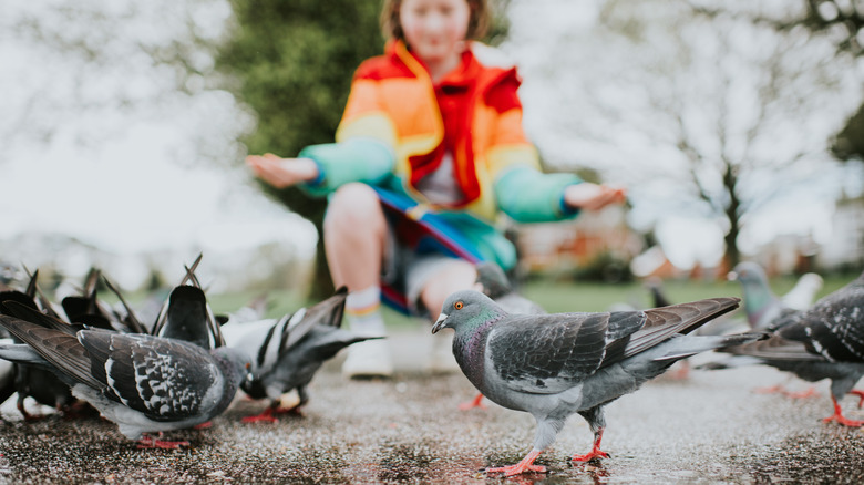 girl feeding pidgeons