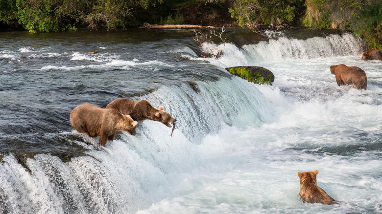 Brown bears fishing at Brooks falls.