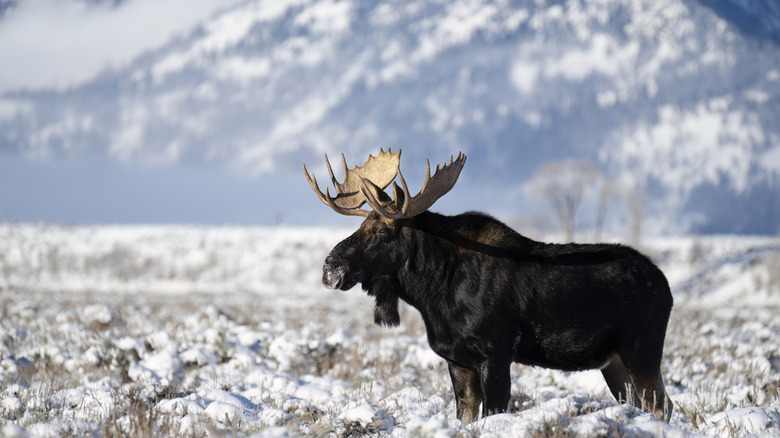 a bull moose in Grand Teton
