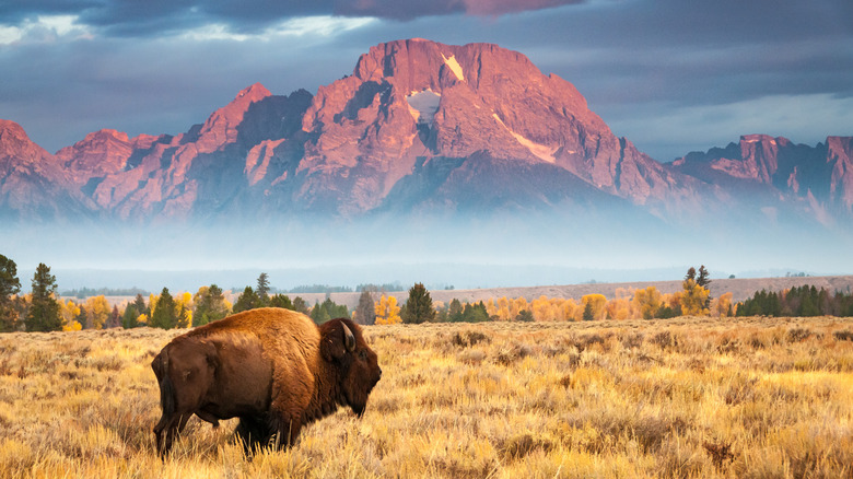 a bison near Mount Moran in Wyoming