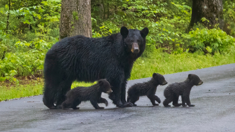 a bear and its cubs on road