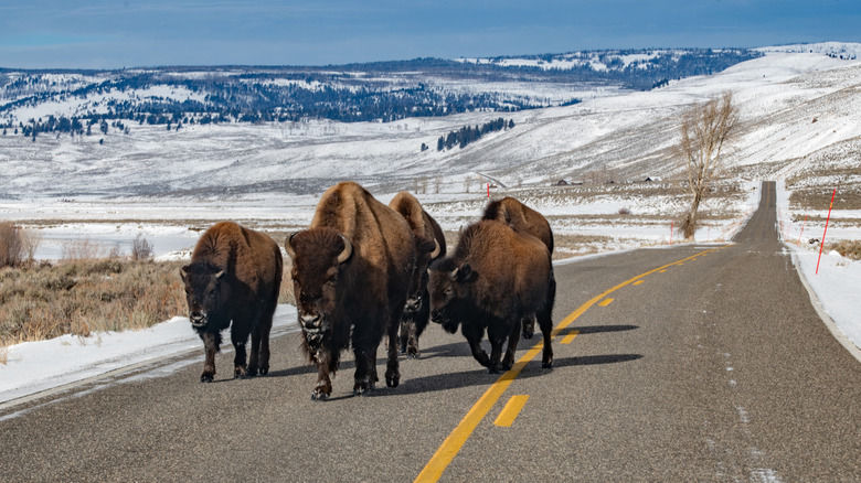 bison on the road in Yellowstone