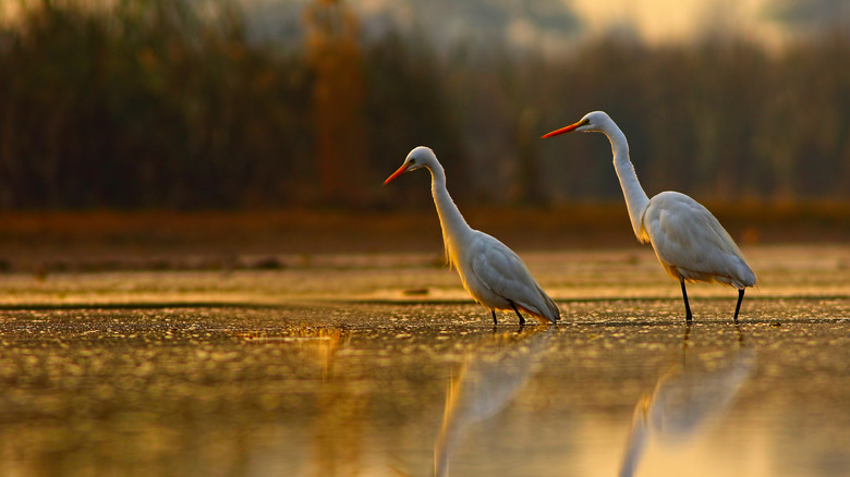 egrets in the morning sunlight