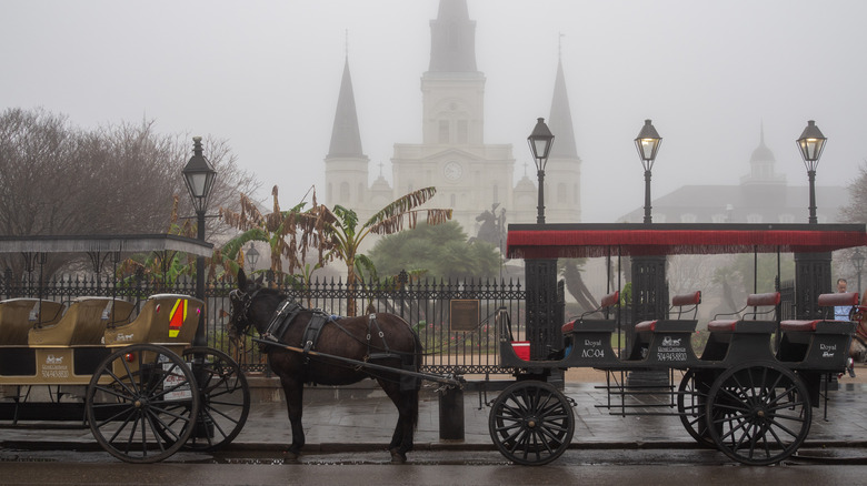 New Orleans Fog Horse Carriage