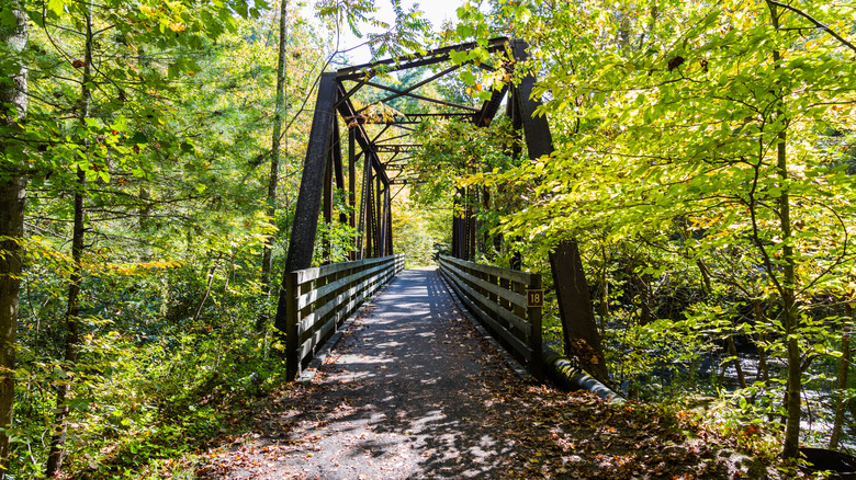 wooden path on a trail through the woods