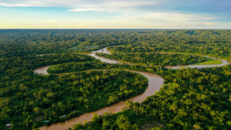 Amazon River in the rainforest