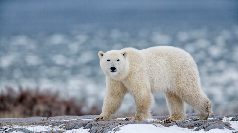 Polar bear, Churchill, Manitoba