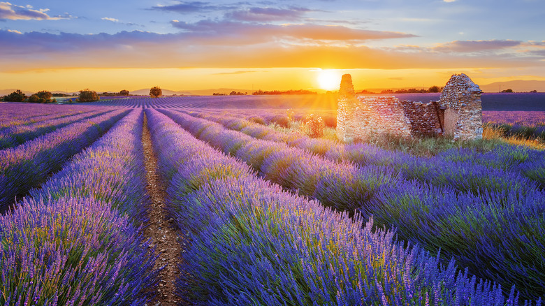 lavender fields in provence at sunset