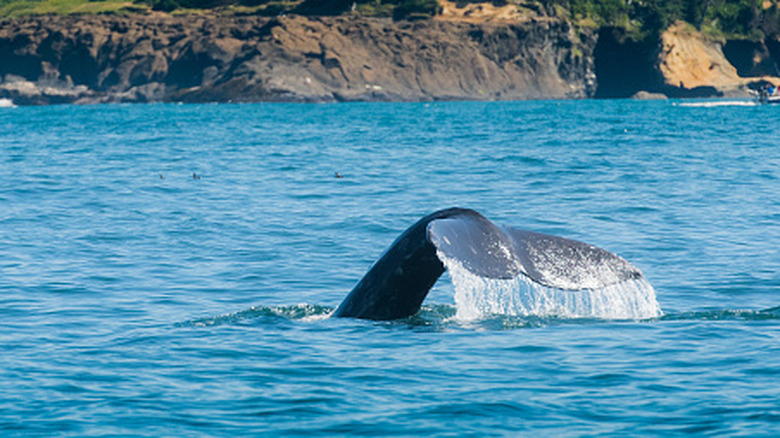 A whale fluke near Depoe Bay