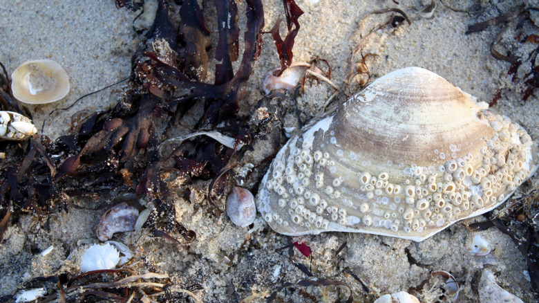 Sand, seaweed, and shells