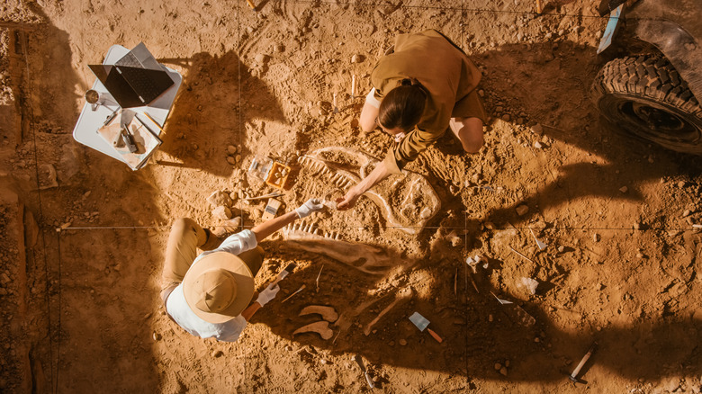 People digging up fossils