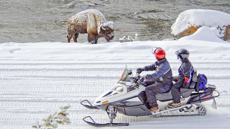 People on snowmobile watching bison
