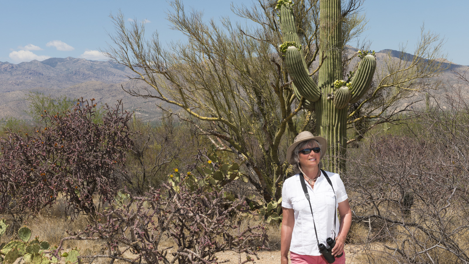 The Saguaro Cactus: All About These Desert Plants in Arizona